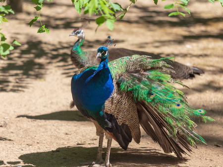 Portrait of a peacock in a zoo .の写真素材