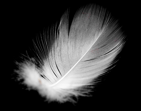 White feather isolated on a black background .の写真素材