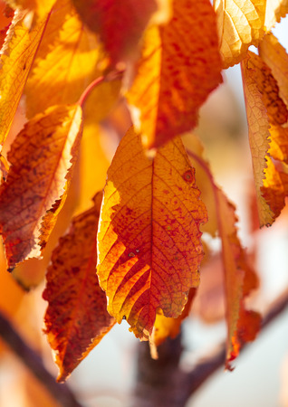 Leaves on the branches of a tree in autumn .