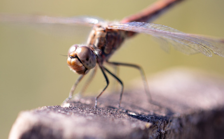 Portrait of a dragonfly in nature. Macro