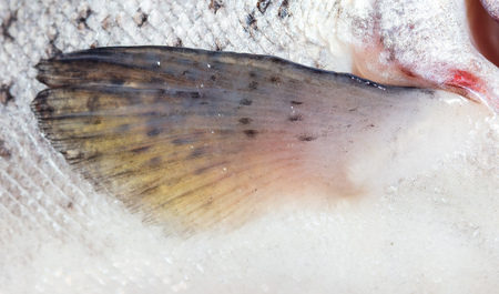 Fin on a trout fish as background .