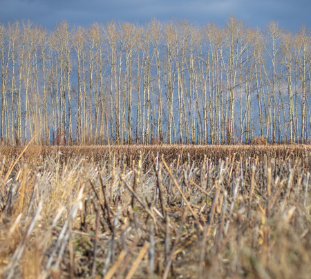 Forest plantation in the field in the fall and dark clouds .の写真素材