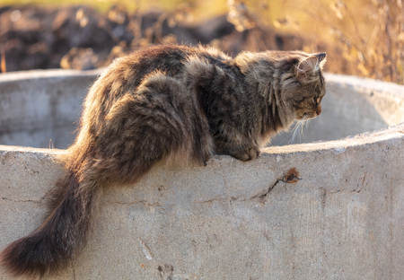 Big fluffy maine coon cat in nature .の写真素材
