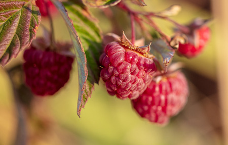 Ripe red raspberries in nature .