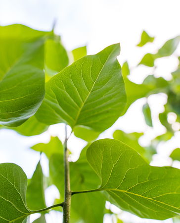 Beautiful green leaves on a tree branch .の写真素材