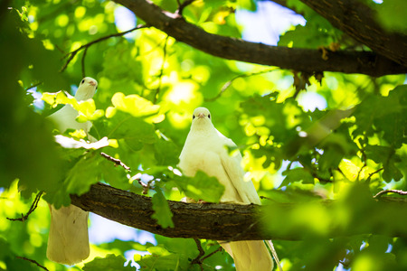 A dove sits on a tree branch in summer .の写真素材