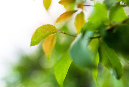 Beautiful green leaves on a tree branch .