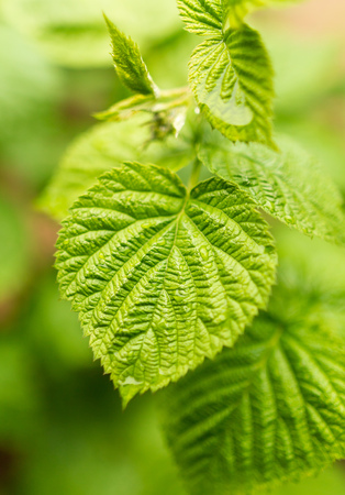 Beautiful green leaves on raspberries in nature .