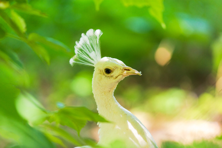 Portrait of a peacock in a zoo .の写真素材