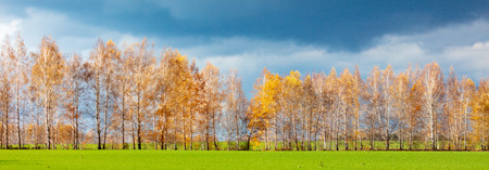 Trees in the fall on green grass .の写真素材