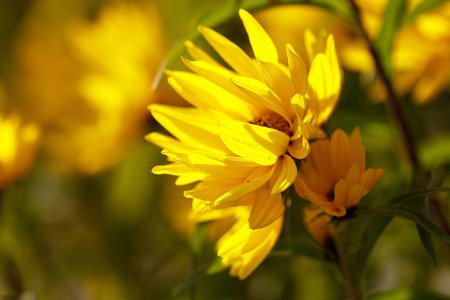 Beautiful yellow flower in the park on nature