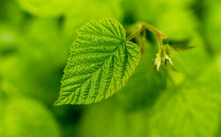 Beautiful green leaves on raspberries in nature .の写真素材