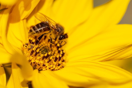 Bee collects honey on a yellow flower. Macro