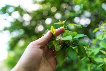 Green leaves on a tree branch in hand .の写真素材
