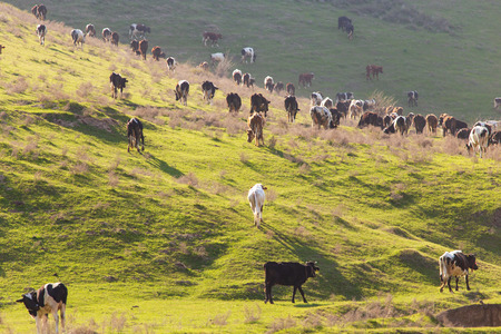 Herd of cows grazing in the hills in the spring .の写真素材