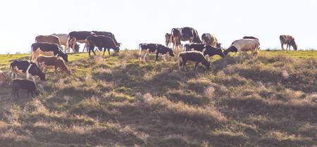 Herd of cows grazing in the hills in the spring .の写真素材