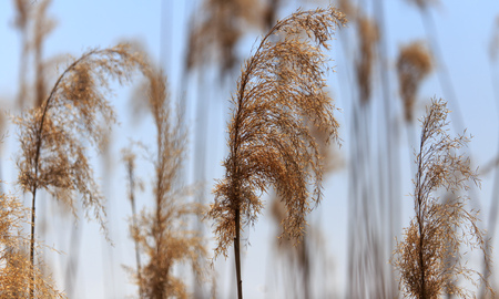 Broom on the reed against the blue sky .の写真素材