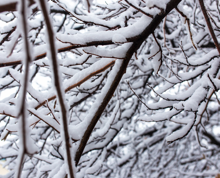 White snow on the branches of a tree in winter .
