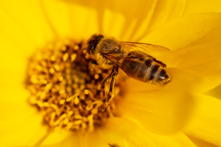 Bee collects honey on a yellow flower. Macro
