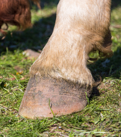 Horse hooves on the grass in spring .の写真素材