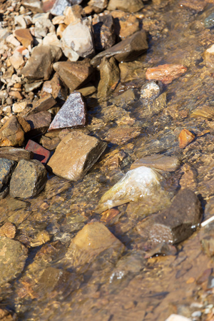 Mountain stream on the stones in nature .の写真素材