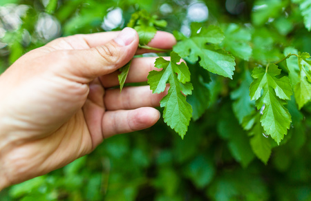 Green leaves on a tree branch in hand .