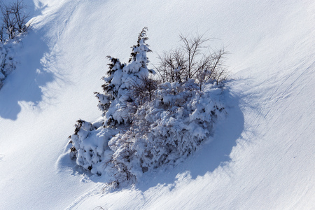 Tree under white snow in the winter park .
