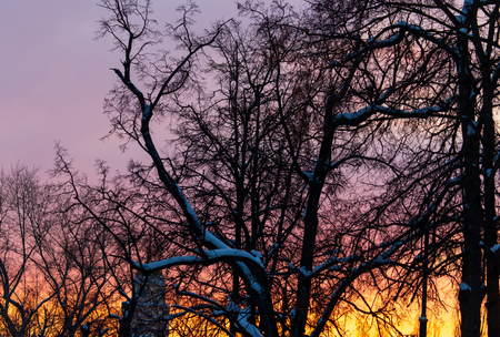 Naked branches on a tree against a sunset sun .の写真素材