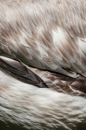 Feathers on bird wing as abstract background .の写真素材