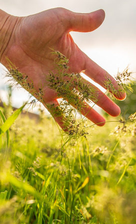 Green grass in hand in nature in spring .の写真素材