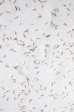 Seeds from a tree on white snow as a background .の写真素材