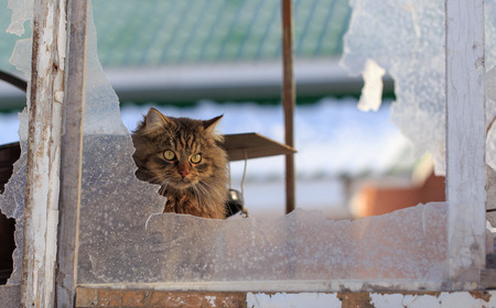 Portrait of a cat in a broken window .の写真素材