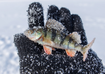 Perch caught on the bait in the hands of .の写真素材