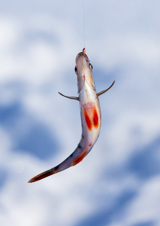 Perch caught on a bait with ice in winter .の写真素材