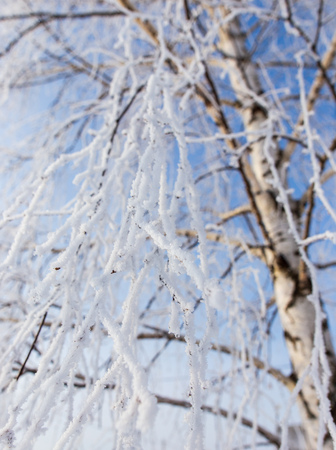 Frozen branches on a tree against a blue sky .の写真素材