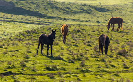 Horses graze in the steppe of Kazakhstan in spring .の写真素材