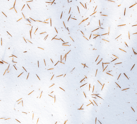 Seeds from a tree on white snow as a background .の写真素材