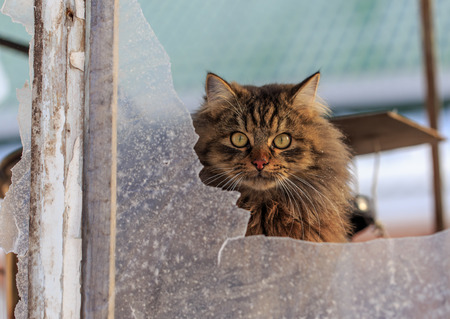Portrait of a cat in a broken window .の写真素材