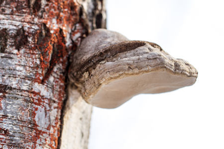 The mushroom grows on the bark of a birch tree .の写真素材
