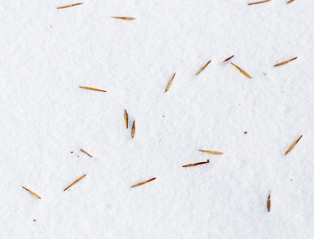 Seeds from a tree on white snow as a background .