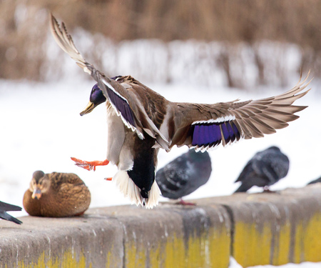 Duck in flight over white snow in winter .の写真素材