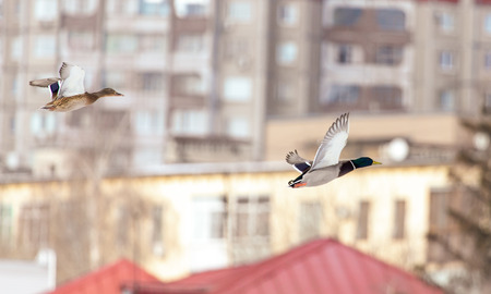 Ducks in flight over the city streets .の写真素材