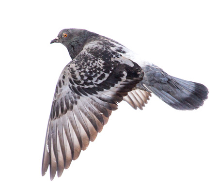 Dove in flight isolated on white background .の写真素材