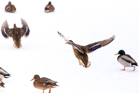 Duck in flight over white snow in winter .の写真素材