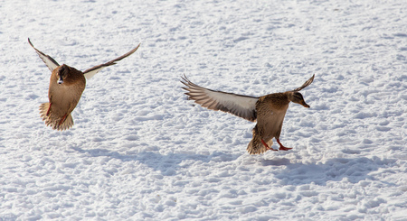 Duck in flight over white snow in winter .の写真素材