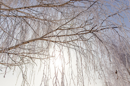 Frozen branches on a tree against a blue sky .の写真素材