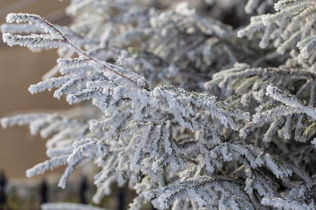 Frozen branches on a pine in the forest in winter .