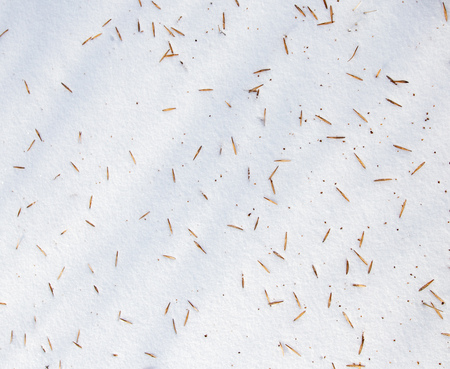 Seeds from a tree on white snow as a background .