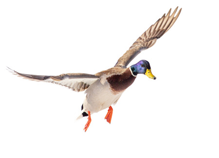 Duck in flight isolated on white background .の写真素材