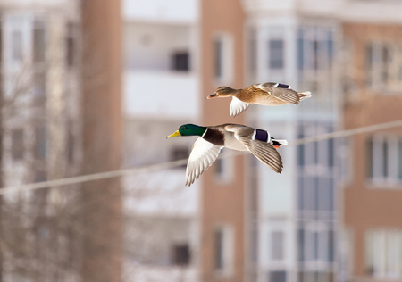 Ducks in flight over the city streets .